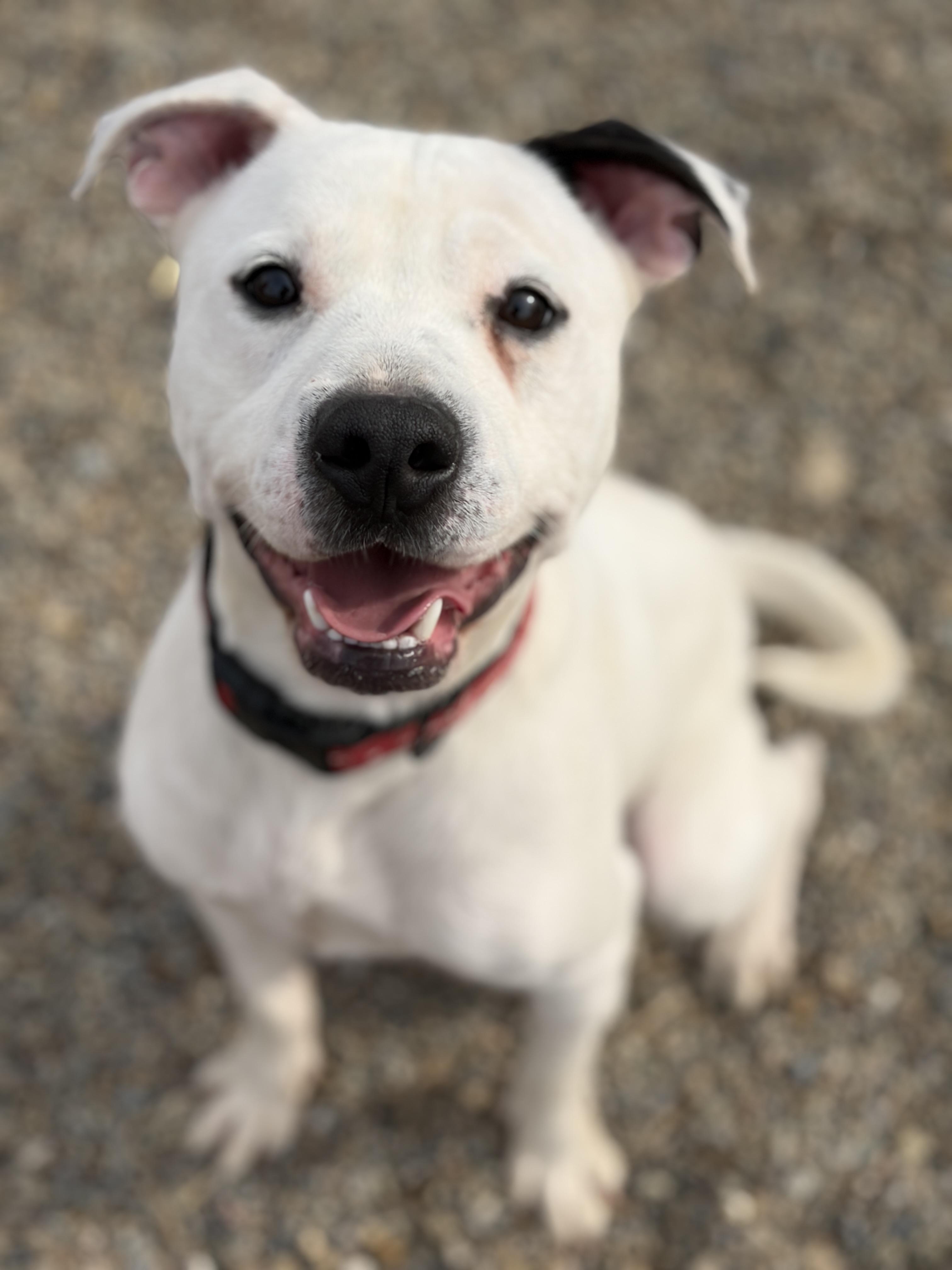 Zander AVAILABLE , ADOPTABLE, Young Male American Bully.