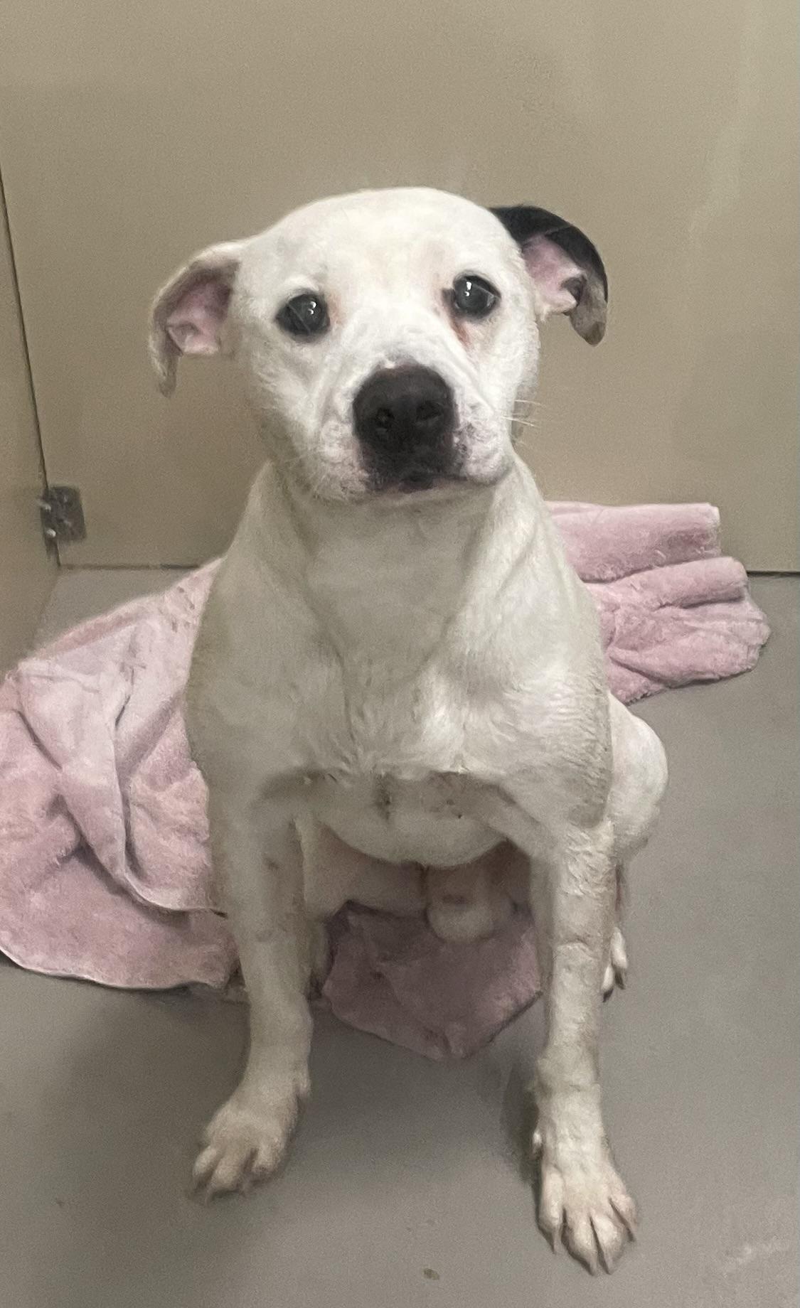 Enlarge Zander AVAILABLE , a ADOPTABLE American Bully in Canton, OH image 3/4