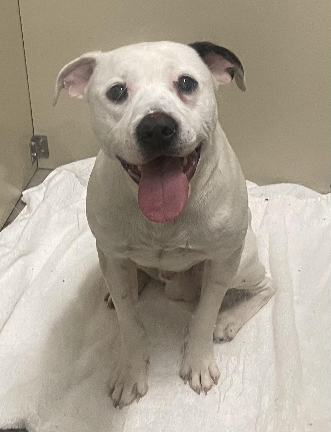 Enlarge Zander AVAILABLE , a ADOPTABLE American Bully in Canton, OH image 2/4