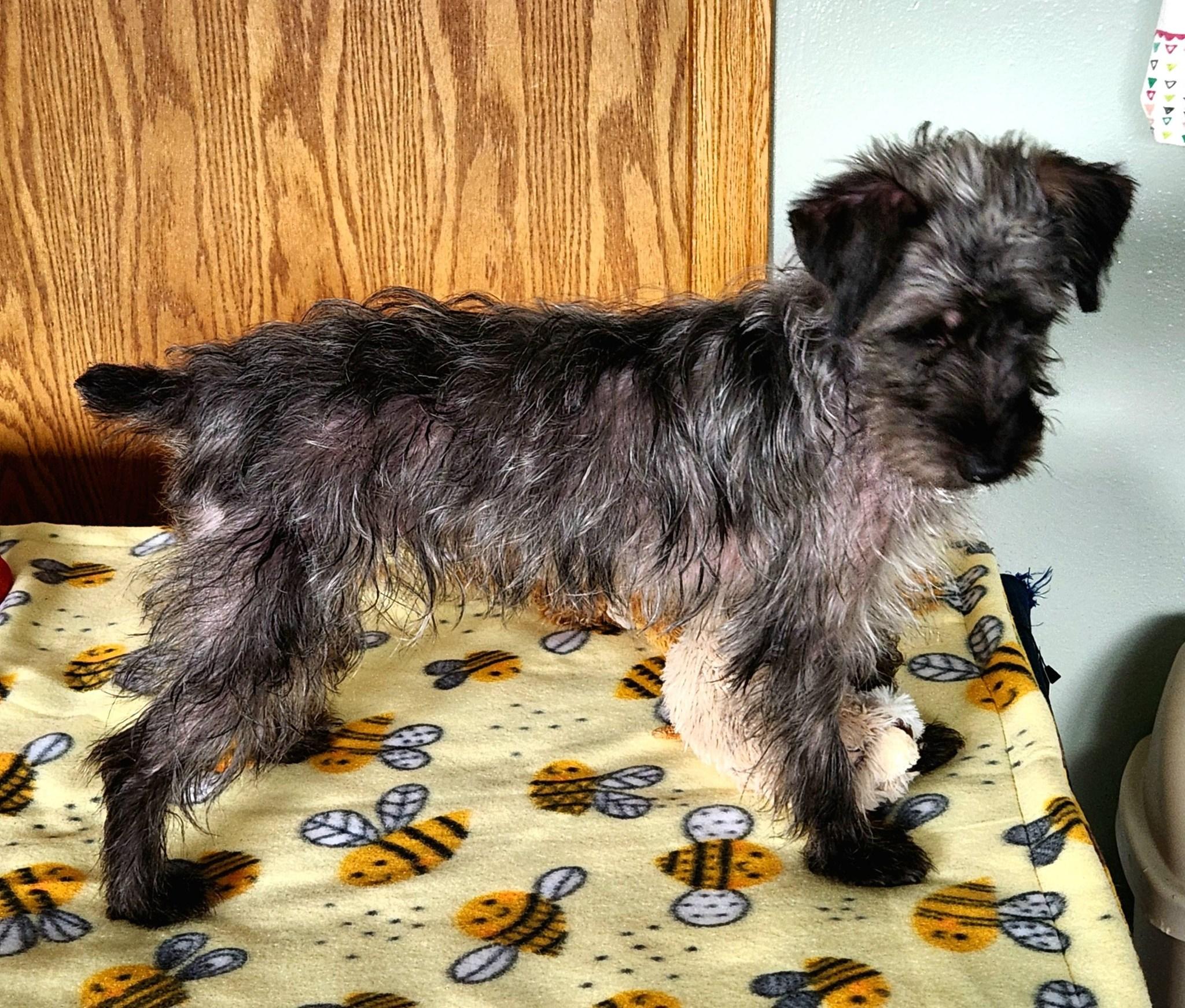 Buttons, a ADOPTABLE mixed breed in DUMONT, IA image 5/6
