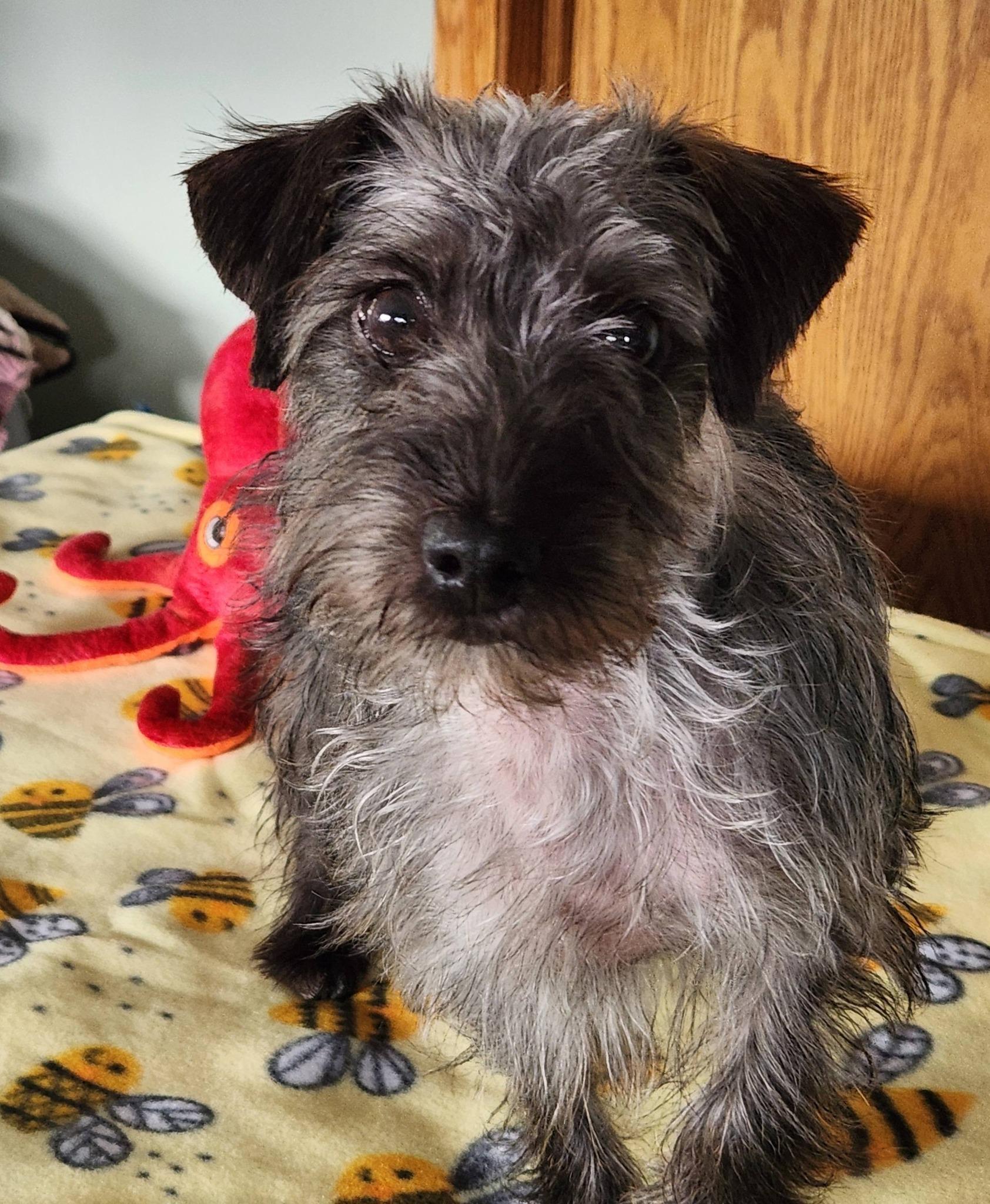 Buttons, a ADOPTABLE mixed breed in DUMONT, IA image 4/6