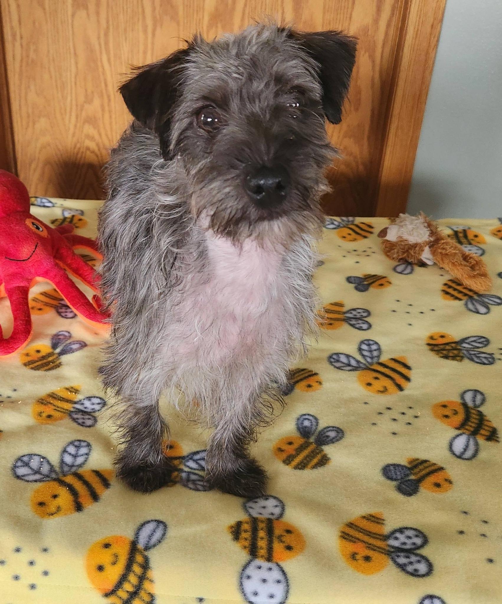 Buttons, a ADOPTABLE mixed breed in DUMONT, IA image 2/6