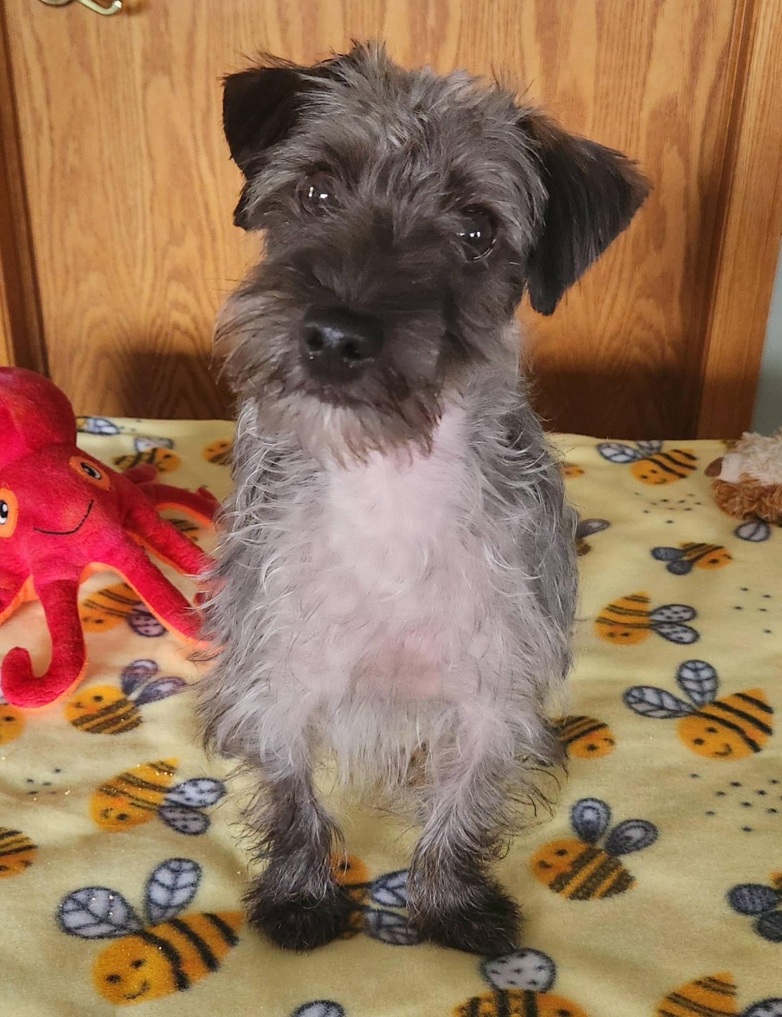Buttons, a ADOPTABLE mixed breed in DUMONT, IA image 1/6