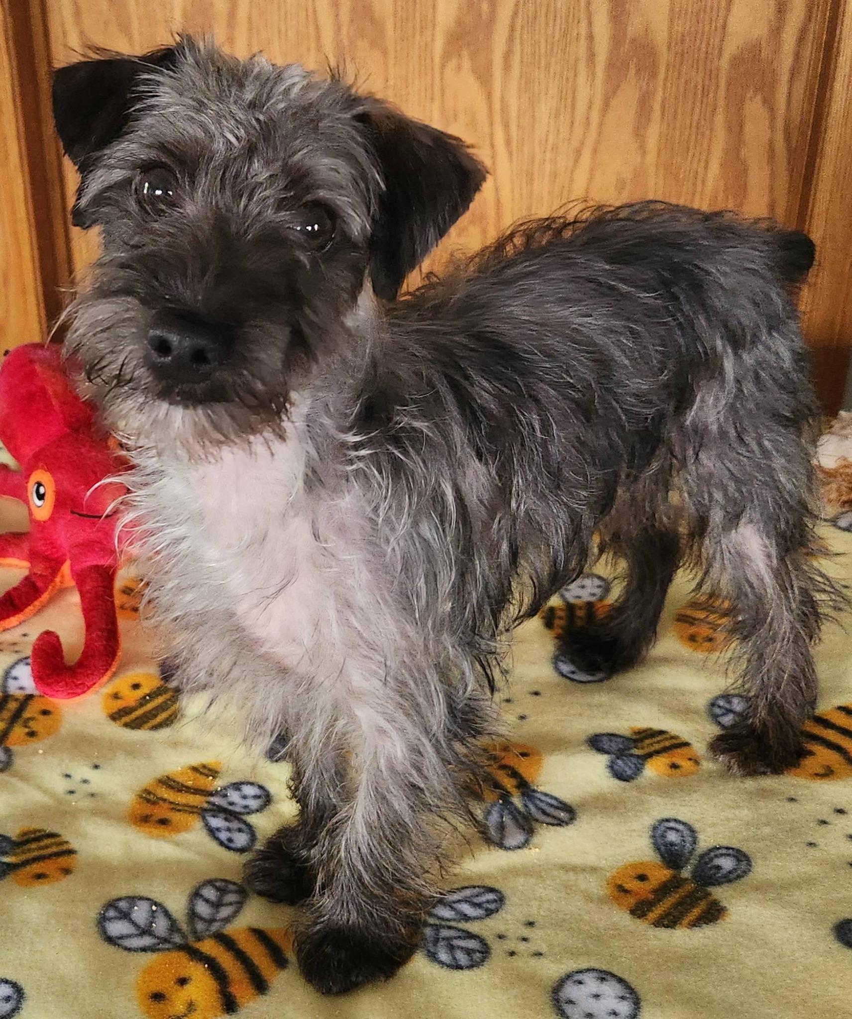 Buttons, a ADOPTABLE mixed breed in DUMONT, IA image 3/6