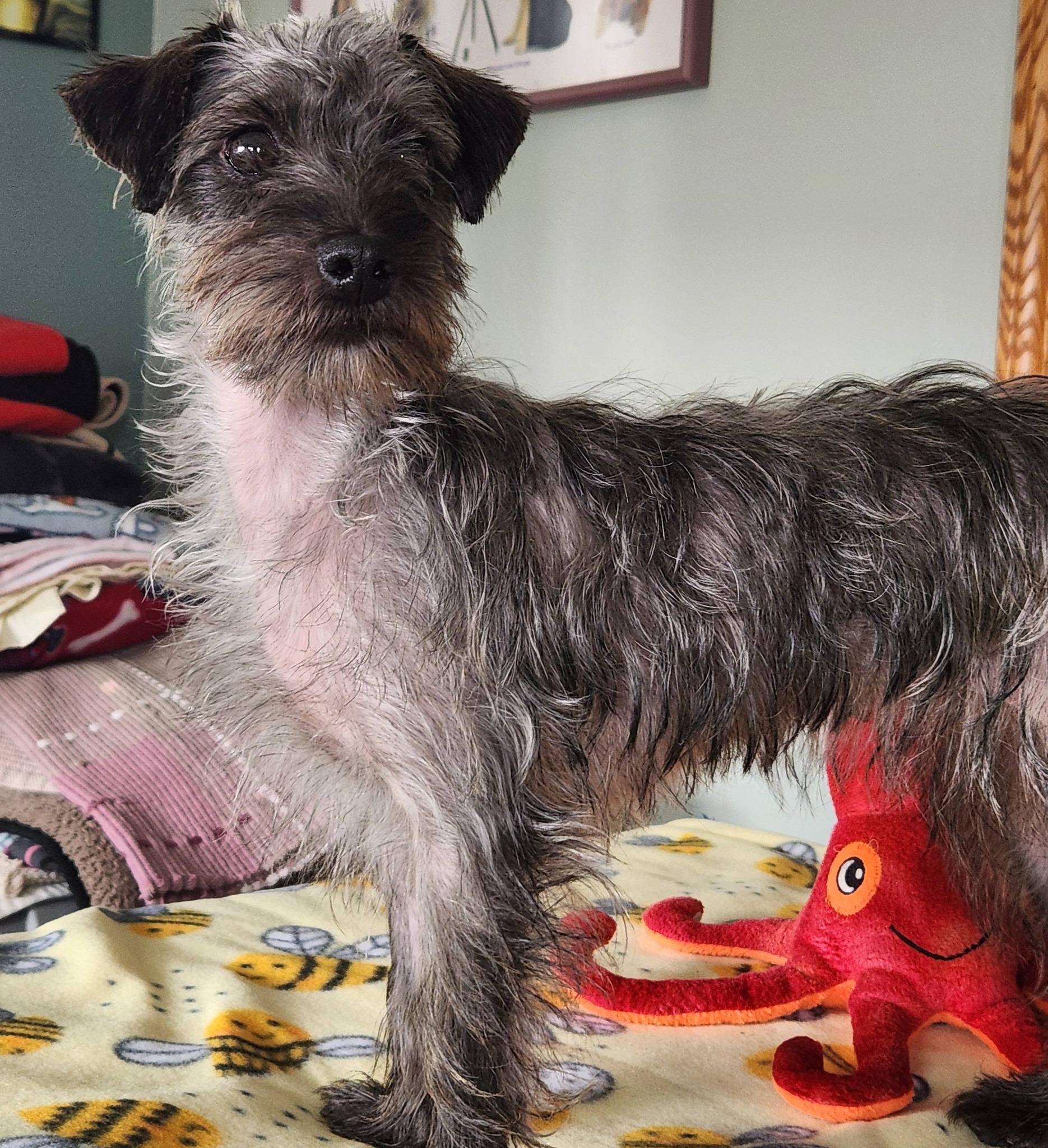 Buttons, a ADOPTABLE mixed breed in DUMONT, IA image 6/6