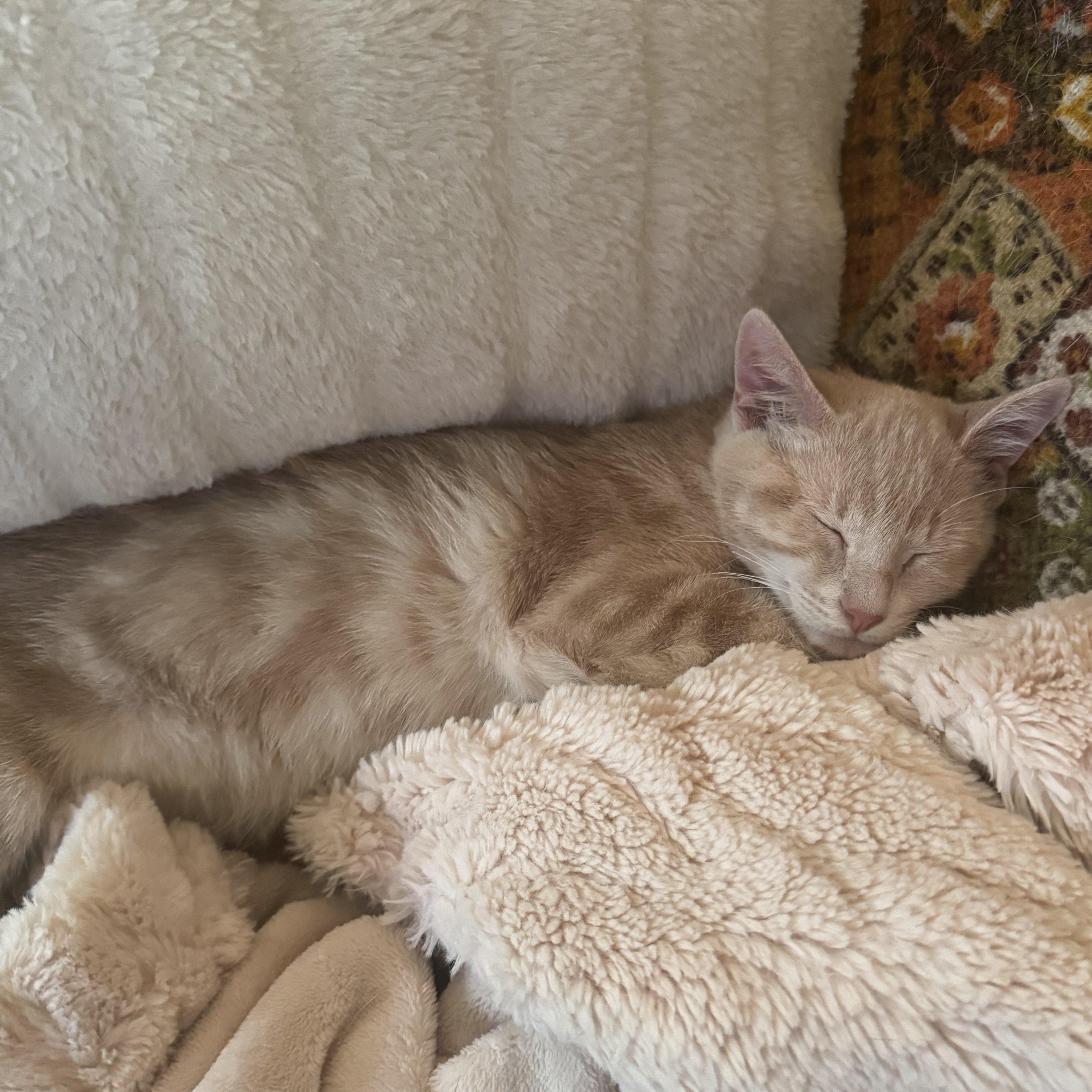 Enlarge Ripley Reeds, a Adoptable Domestic Short Hair in Winston Salem, NC image 2/6