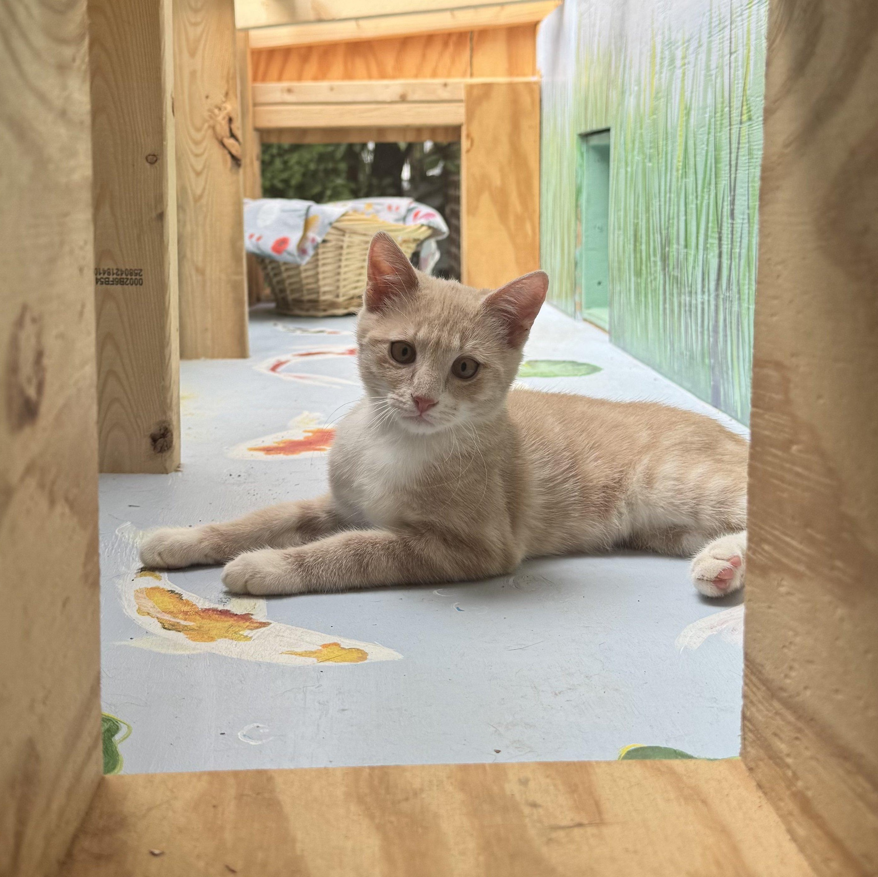 Ripley Reeds, Adoptable, Young Male Domestic Short Hair.