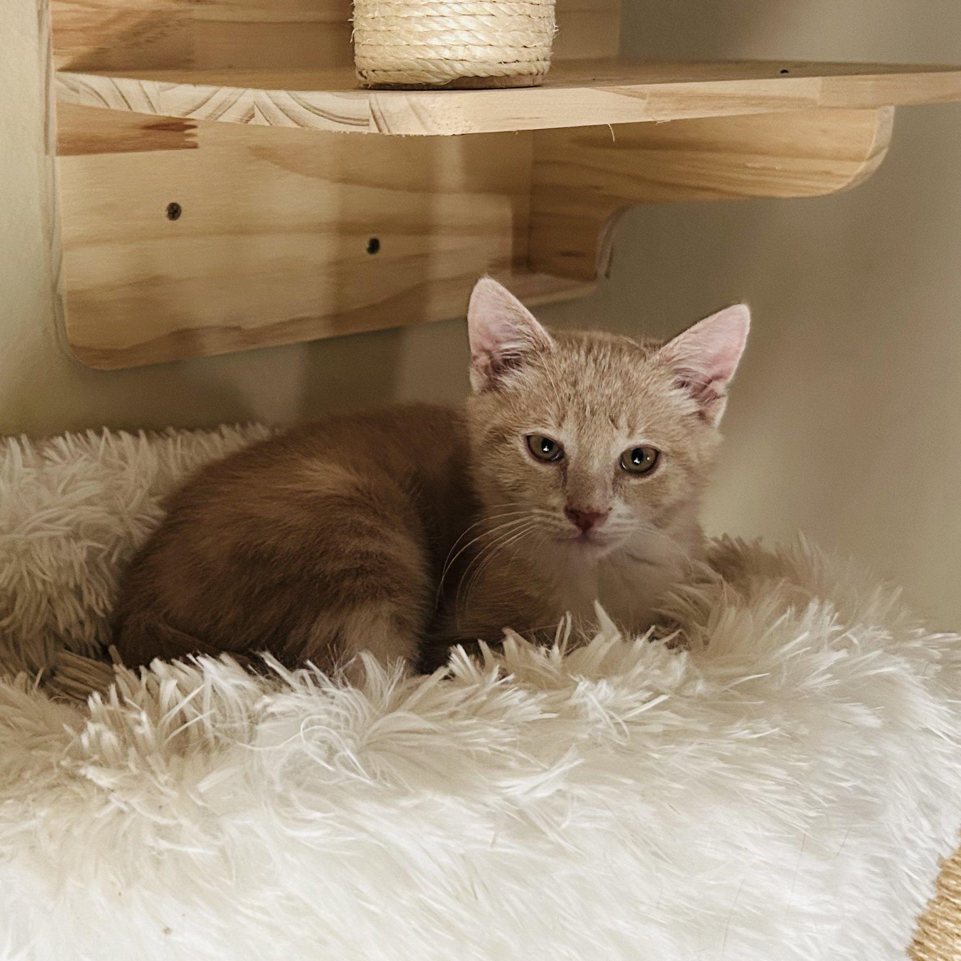 Enlarge Ripley Reeds, a Adoptable Domestic Short Hair in Winston Salem, NC image 3/6