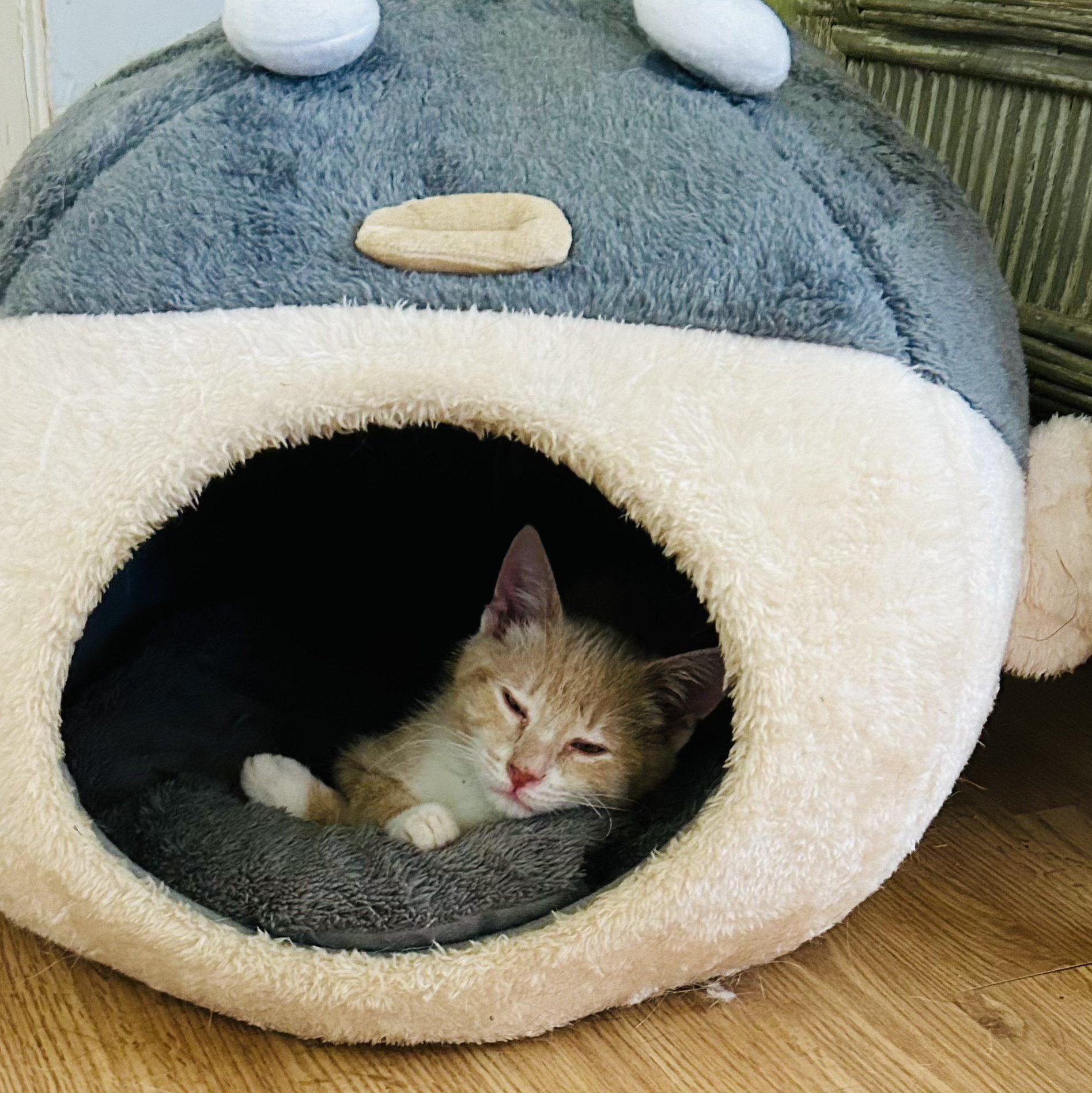 Enlarge Ripley Reeds, a Adoptable Domestic Short Hair in Winston Salem, NC image 4/6