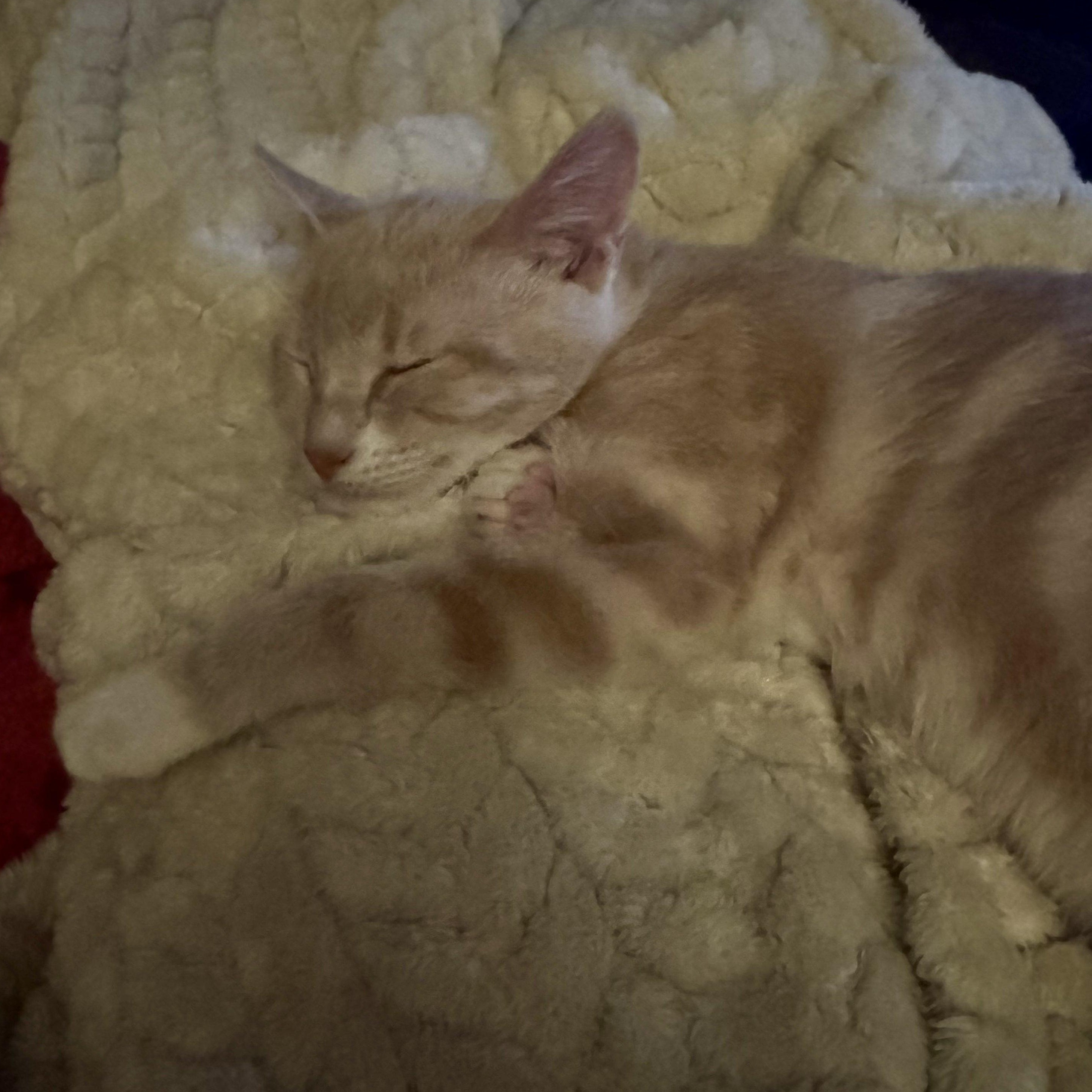 Enlarge Ripley Reeds, a Adoptable Domestic Short Hair in Winston Salem, NC image 5/6