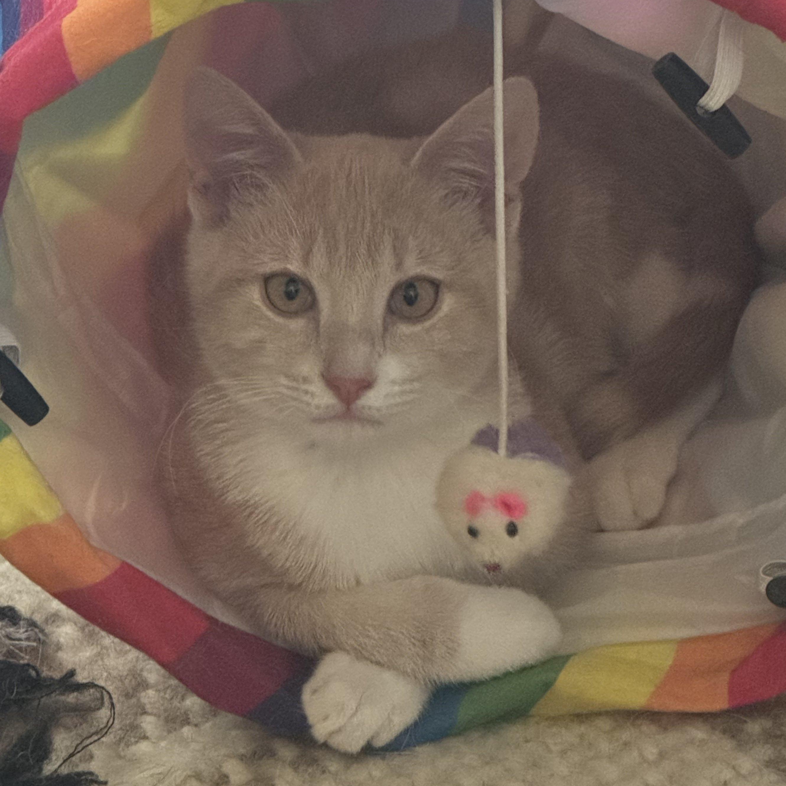 Enlarge Ripley Reeds, a Adoptable Domestic Short Hair in Winston Salem, NC image 6/6