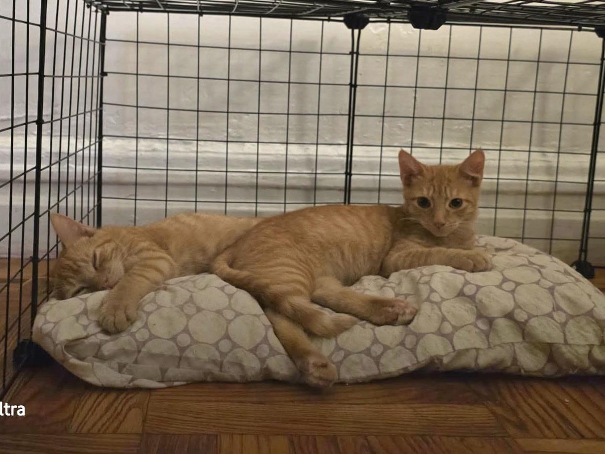 JEREMY & JOSHUA N. - loving brothers