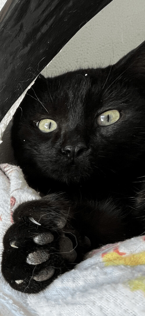 Enlarge Black Magic, a Adoptable Domestic Short Hair in Butte, MT image 1/4