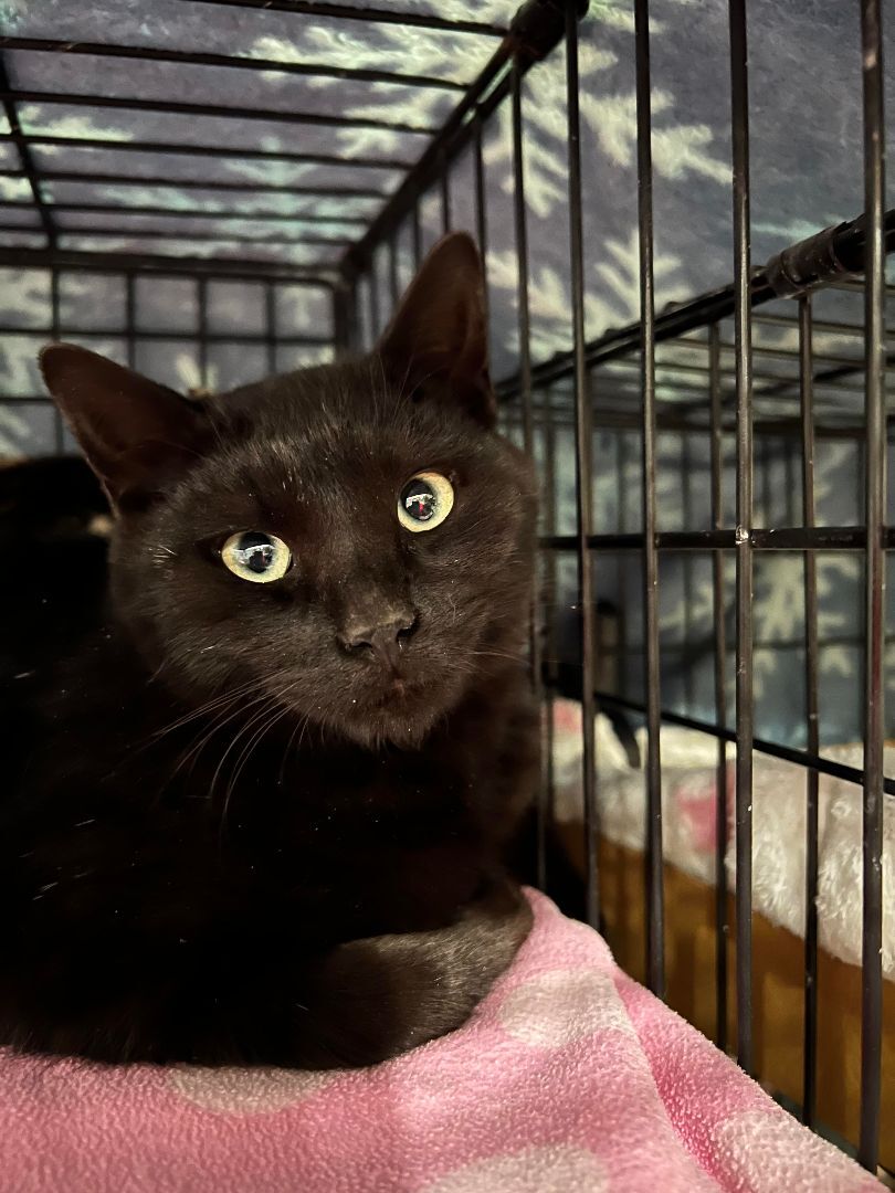 Enlarge Black Magic, a Adoptable Domestic Short Hair in Butte, MT image 2/4