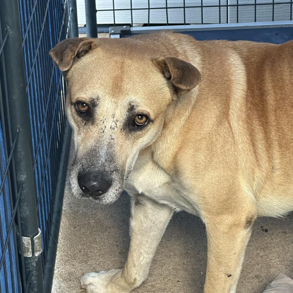 Gummy, a Adoptable Mixed Breed in Lake Jackson, TX image 1/3
