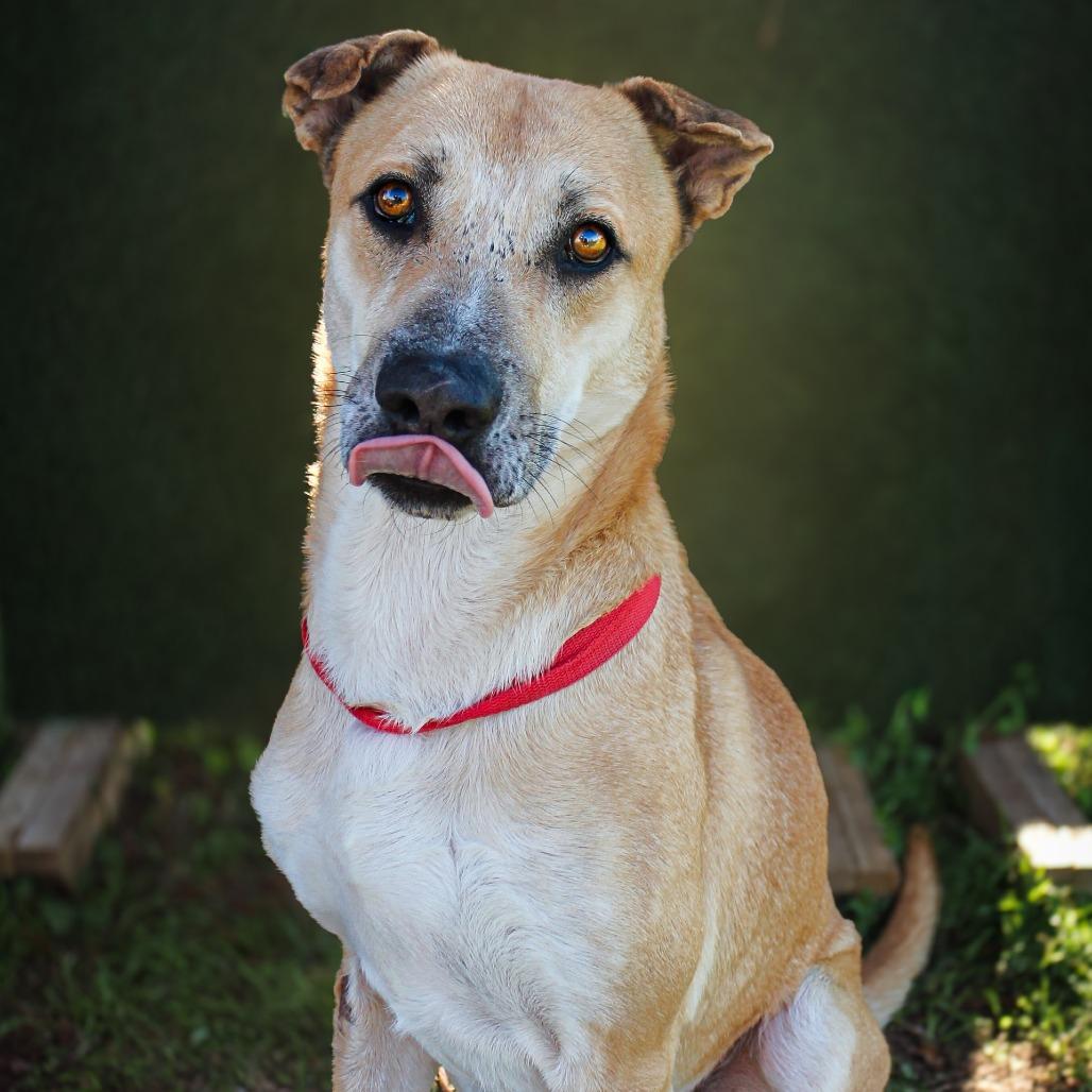 Gummy, a Adoptable Mixed Breed in Lake Jackson, TX image 2/3