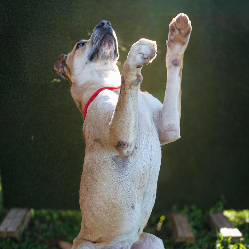 Gummy, a Adoptable Mixed Breed in Lake Jackson, TX image 3/3