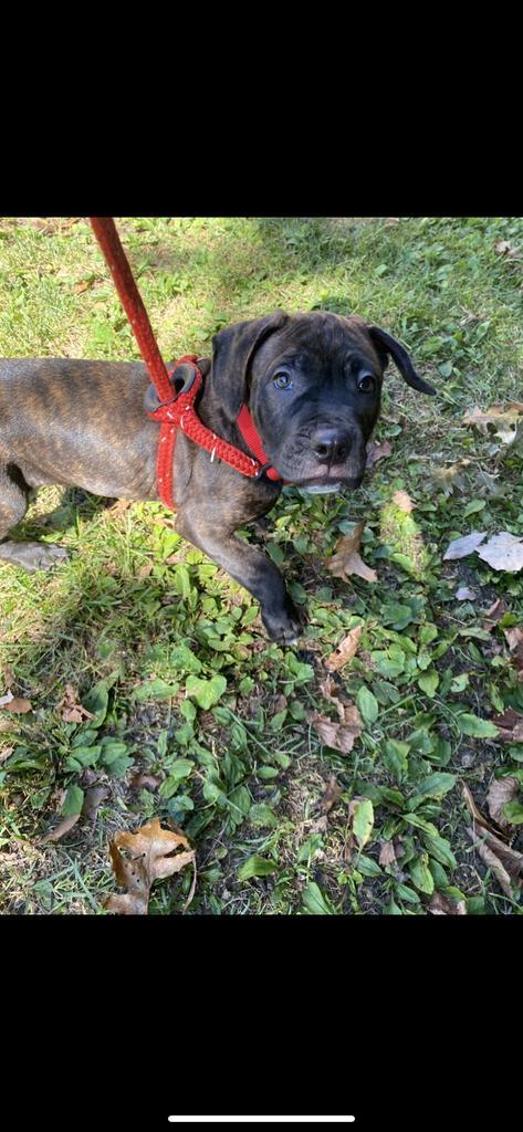 Glacier, Adopted, Puppy Male Labrador Retriever & Mixed Breed.