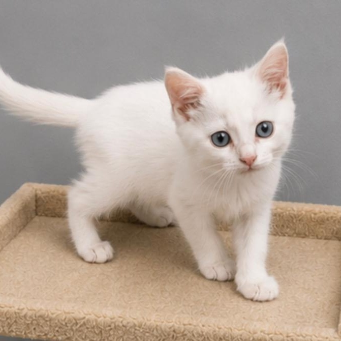 Cyrus, adopted, Kitten Male Domestic Short Hair.