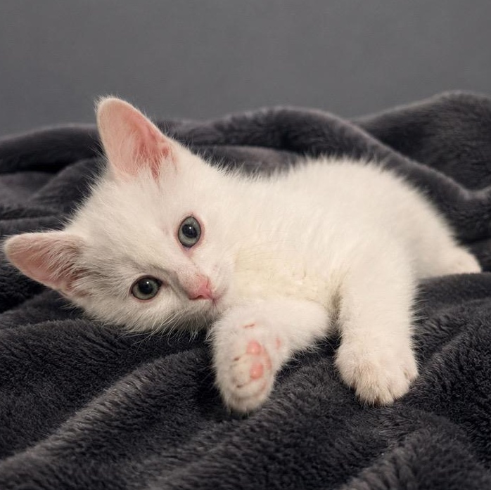Enlarge Cyrus, an adopted Domestic Short Hair in Andover, MN image 2/2