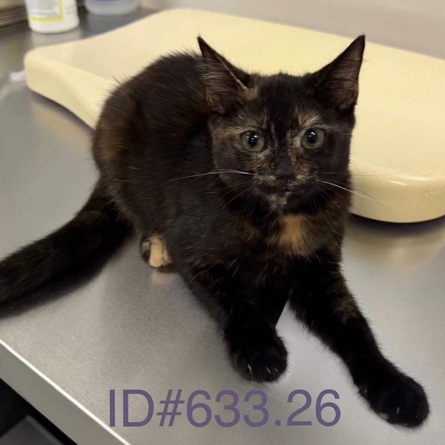 KCAC #633.26, a Adoptable Domestic Short Hair in Kerrville, TX image 2/3