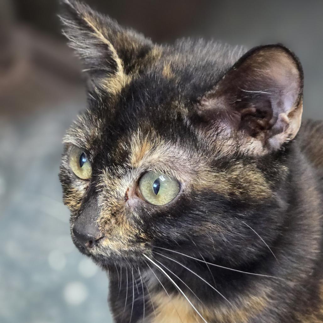 KCAC #633.26, a Adoptable Domestic Short Hair in Kerrville, TX image 3/3