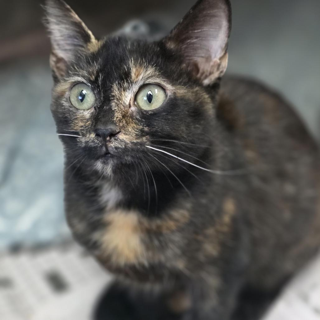 KCAC #633.26, Adoptable, Kitten Female Domestic Short Hair.