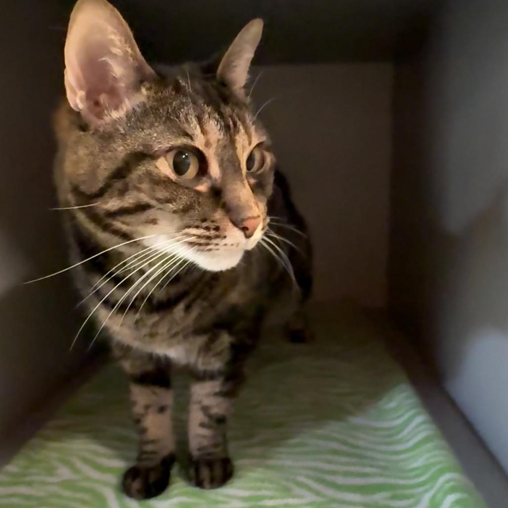 Pippy, Adoptable, Senior Female Domestic Short Hair & Domestic Short Hair.