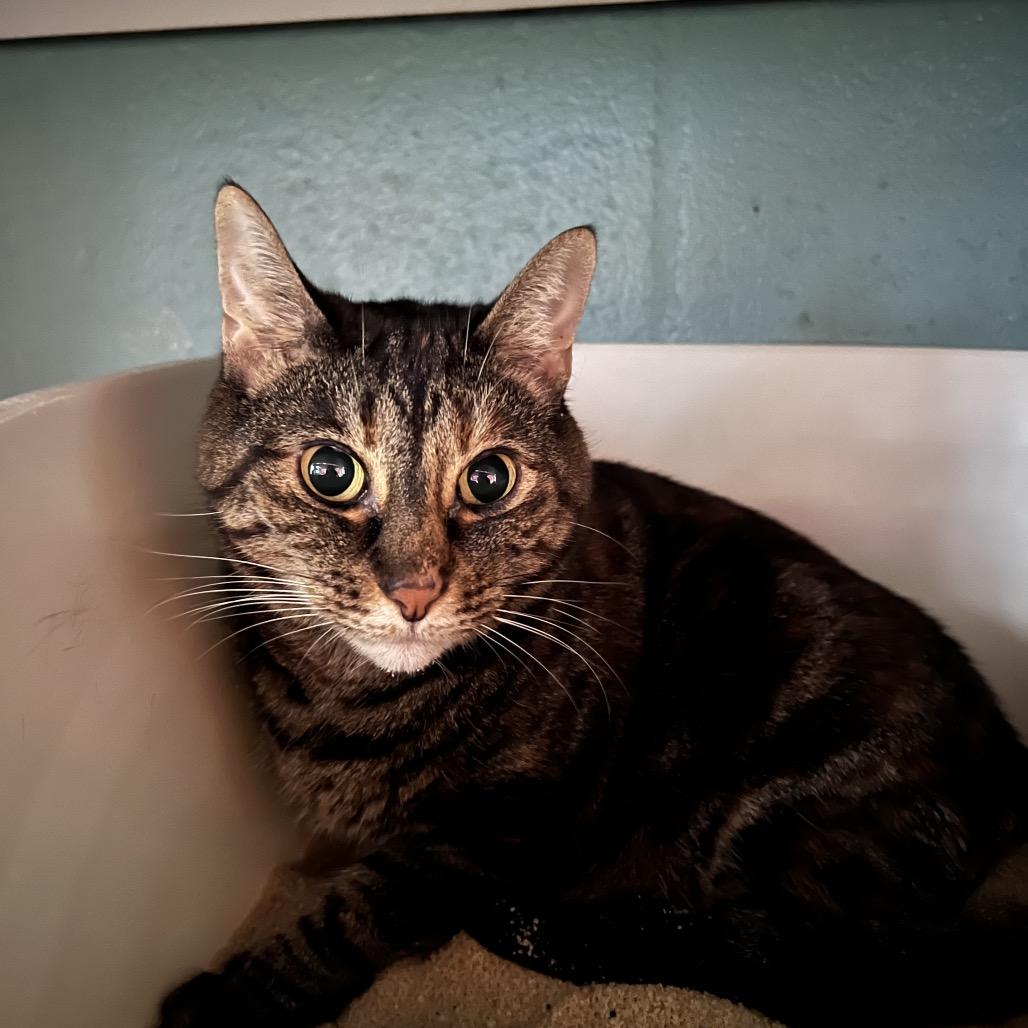 Pippy, Adoptable, Senior Female Domestic Short Hair & Domestic Short Hair.