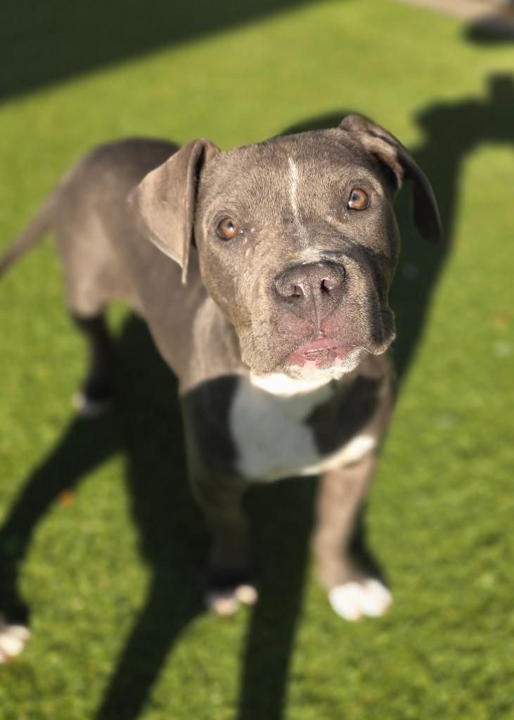 Skye, Adoptable, Young Female Pit Bull Terrier.