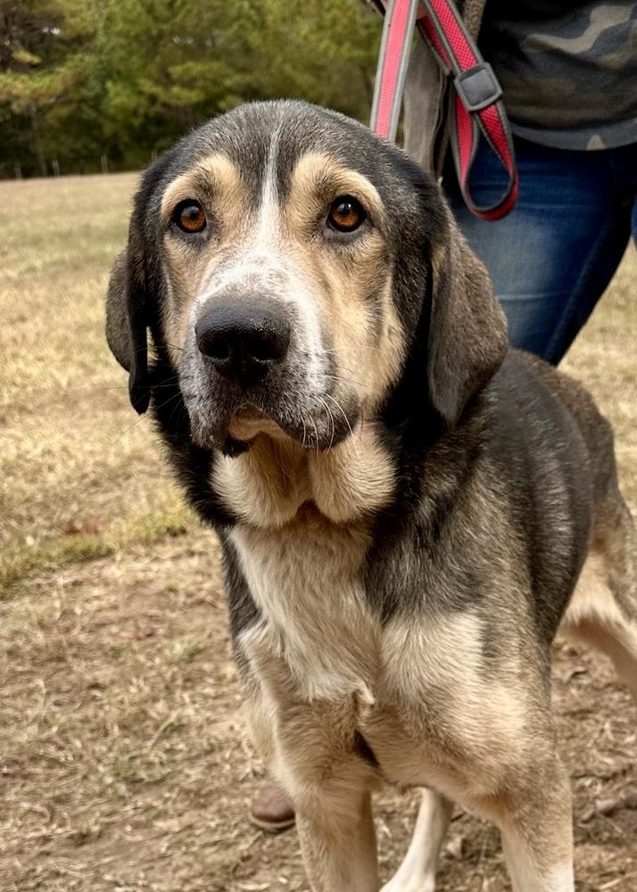 Enlarge Hank, a Adoptable mixed breed in Jackson, GA image 1/5