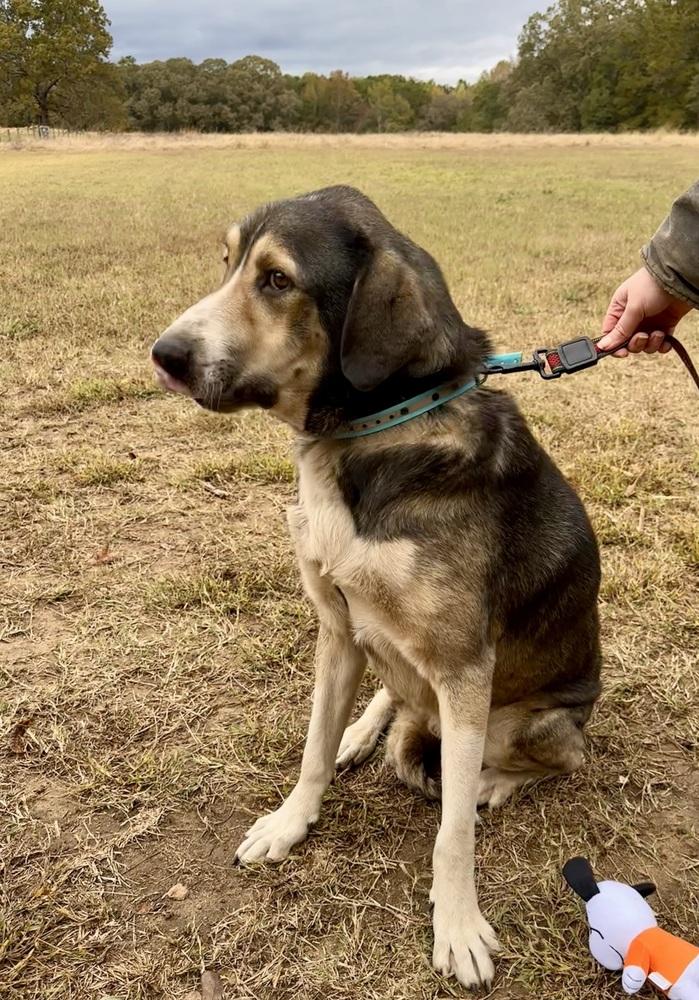 Enlarge Hank, a Adoptable mixed breed in Jackson, GA image 2/5