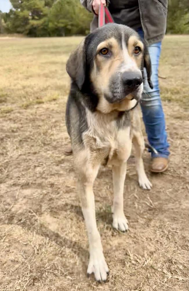 Enlarge Hank, a Adoptable mixed breed in Jackson, GA image 3/5