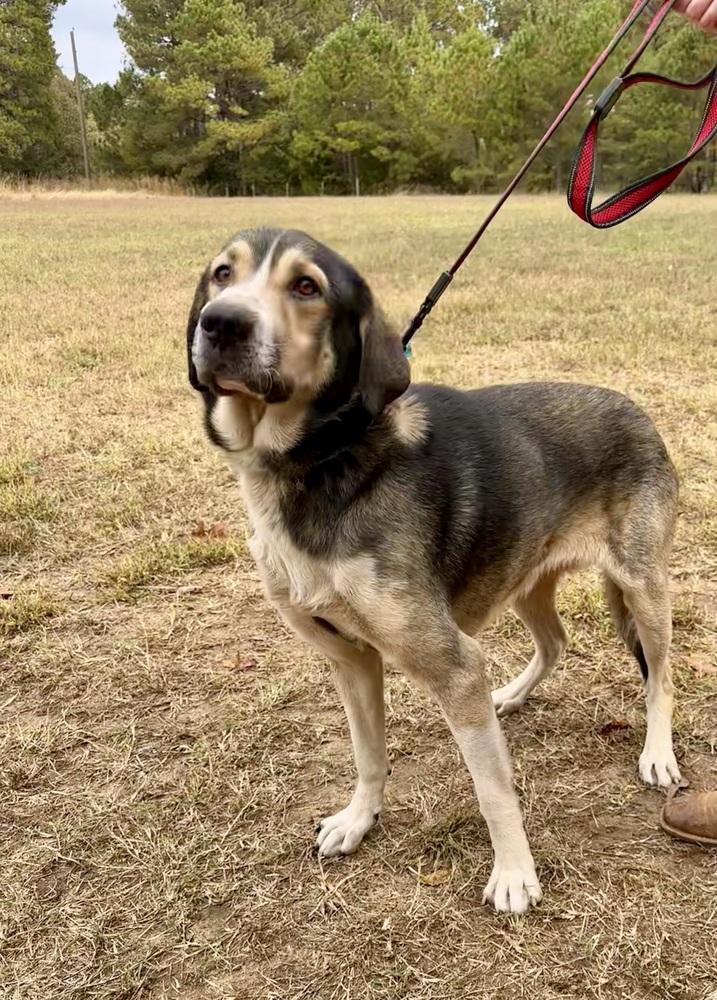 Enlarge Hank, a Adoptable mixed breed in Jackson, GA image 4/5