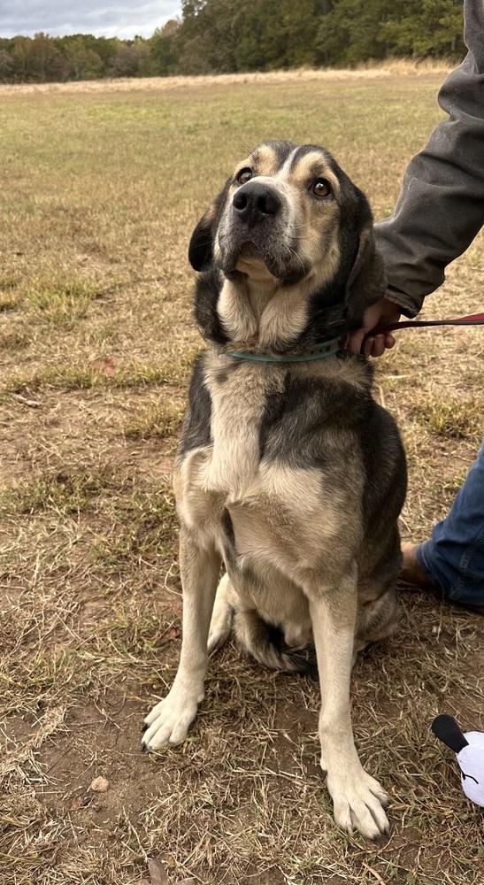 Enlarge Hank, a Adoptable mixed breed in Jackson, GA image 5/5