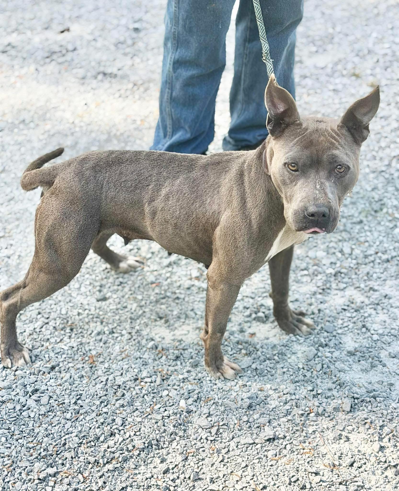 Sally, ADOPTABLE, Adult Female American Staffordshire Terrier.