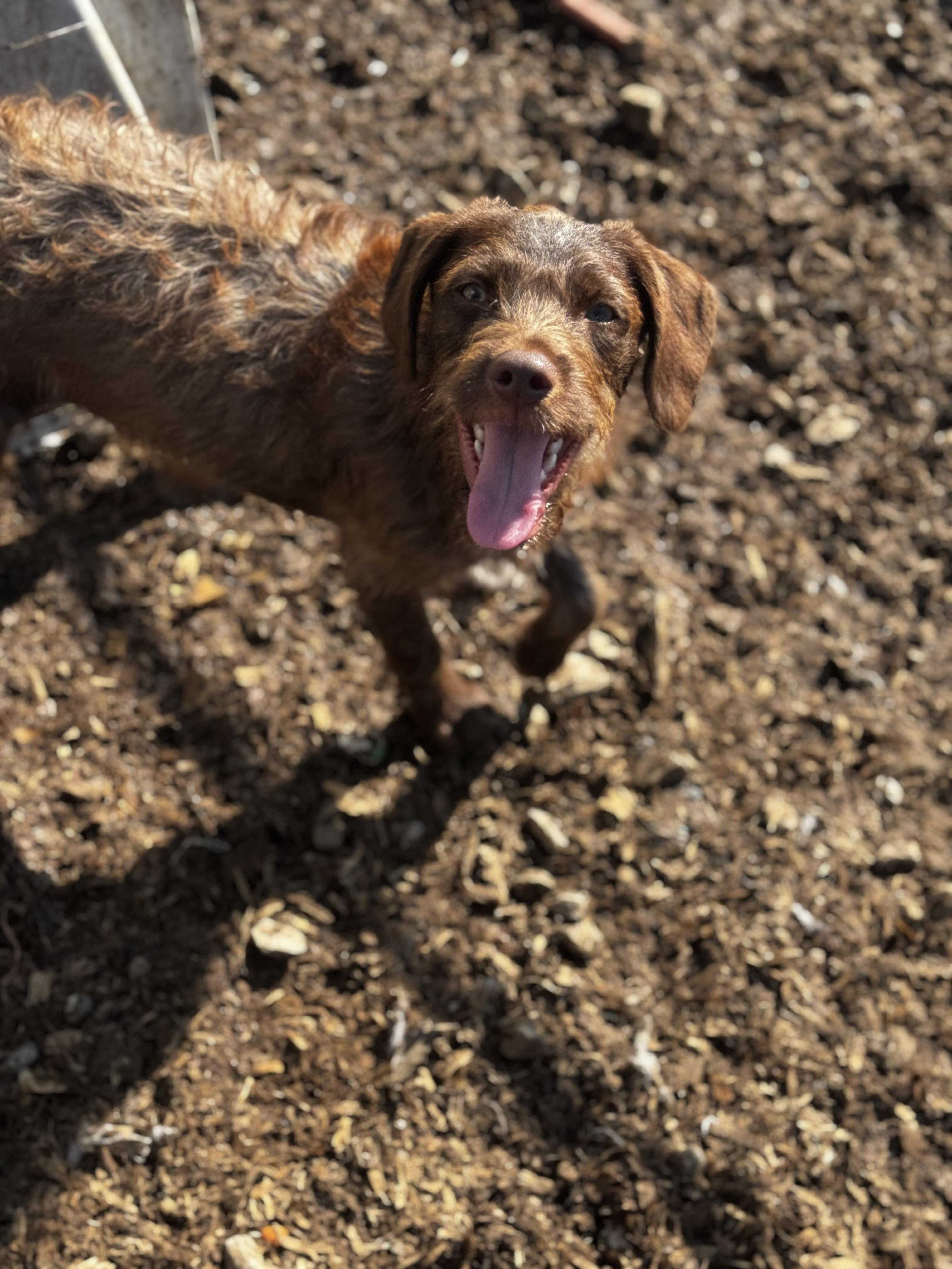Auggie photo 3