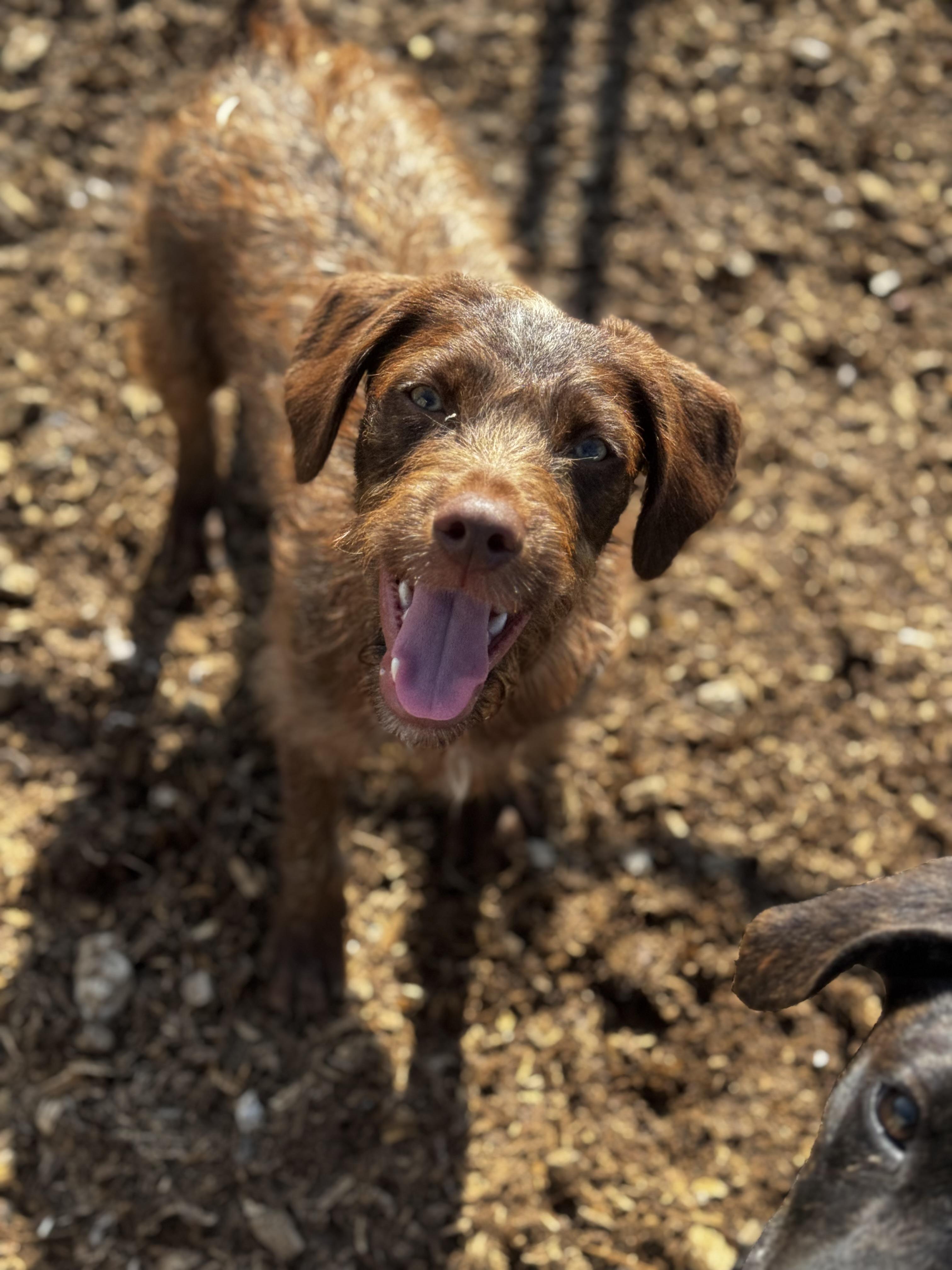 Auggie, Young Male German Wirehaired Pointer