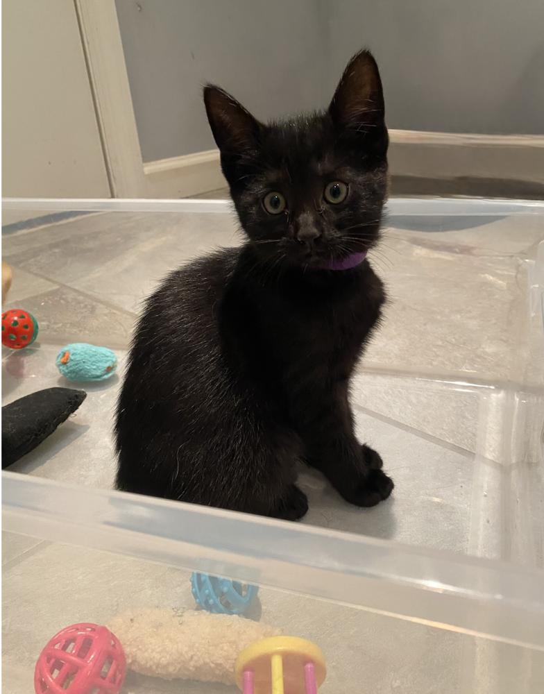 Oliver & Co: Rita, Adoptable, Kitten Female Domestic Short Hair.