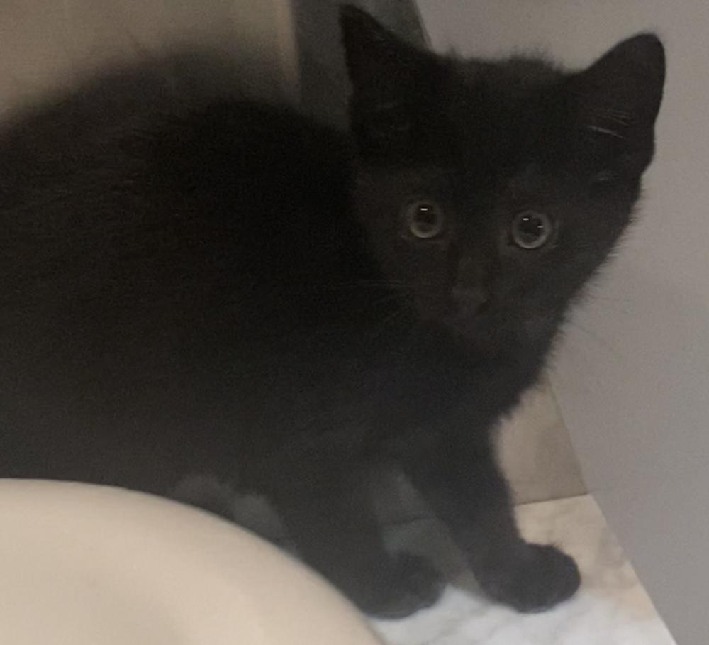 Oliver & Co: Rita, a Adoptable mixed breed in Warren, CT image 3/6