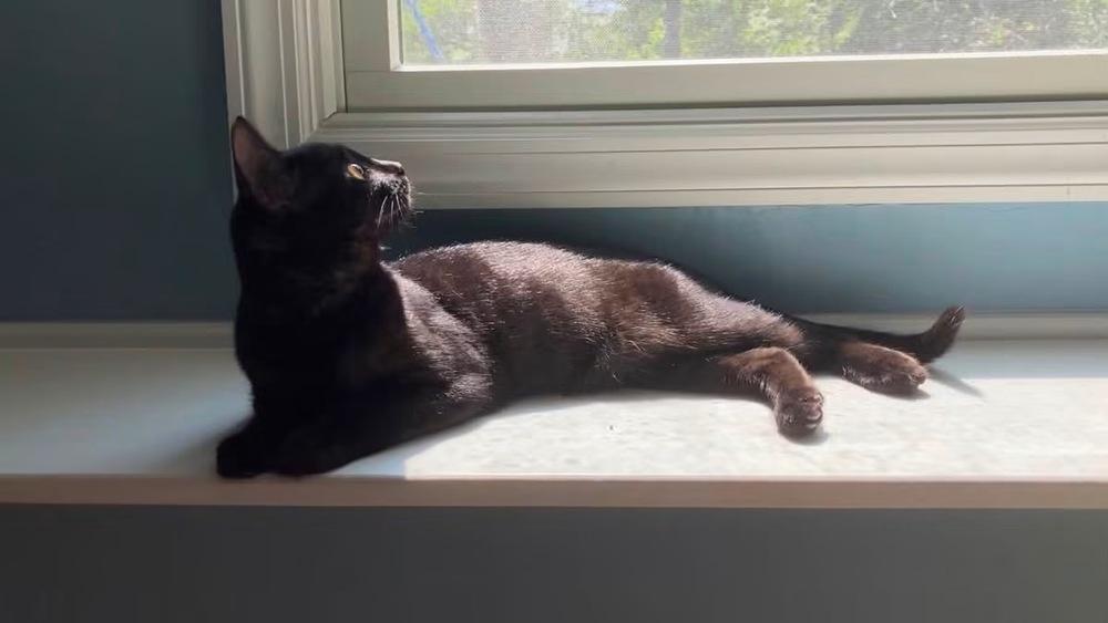 Oliver & Co: Rita, a Adoptable mixed breed in Warren, CT image 4/6