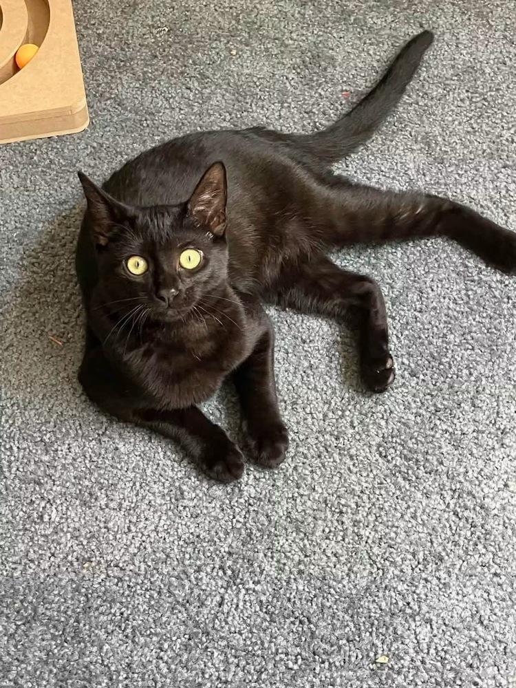 Oliver & Co: Rita, a Adoptable mixed breed in Warren, CT image 6/6