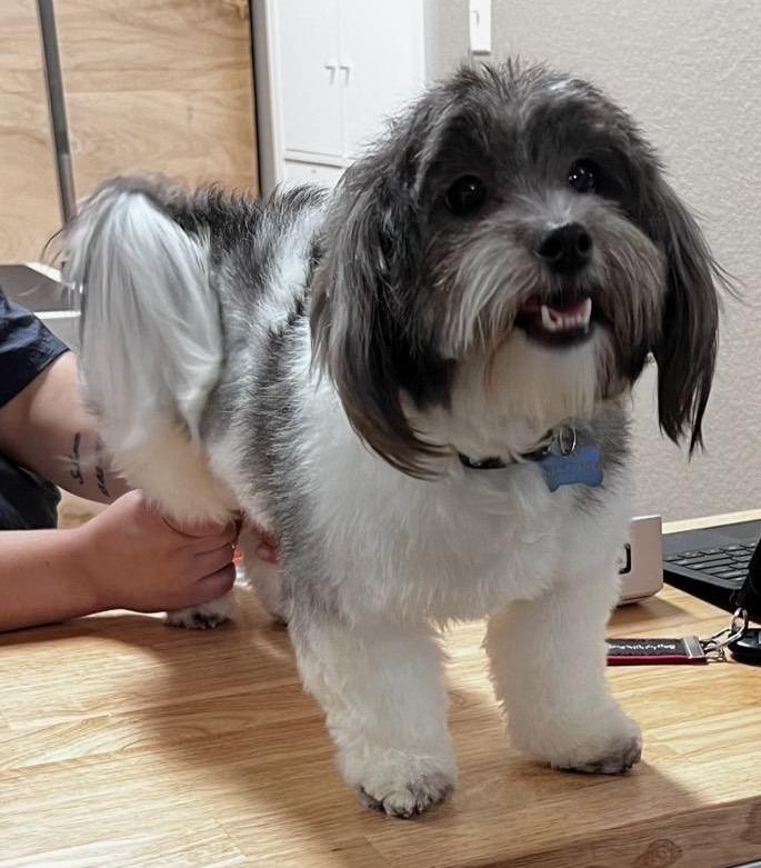 Enlarge Mouse, a Adopted Havanese in Leander, TX image 1/3