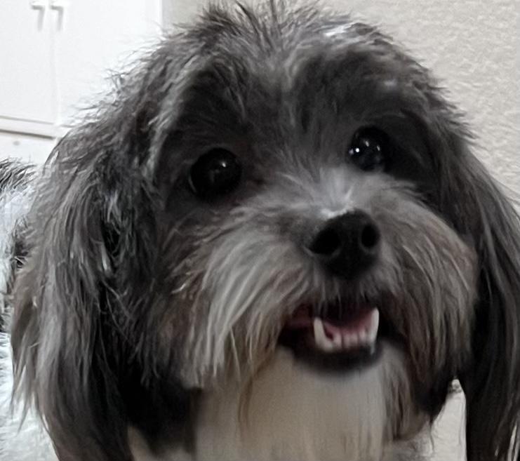 Enlarge Mouse, a Adopted Havanese in Leander, TX image 2/3