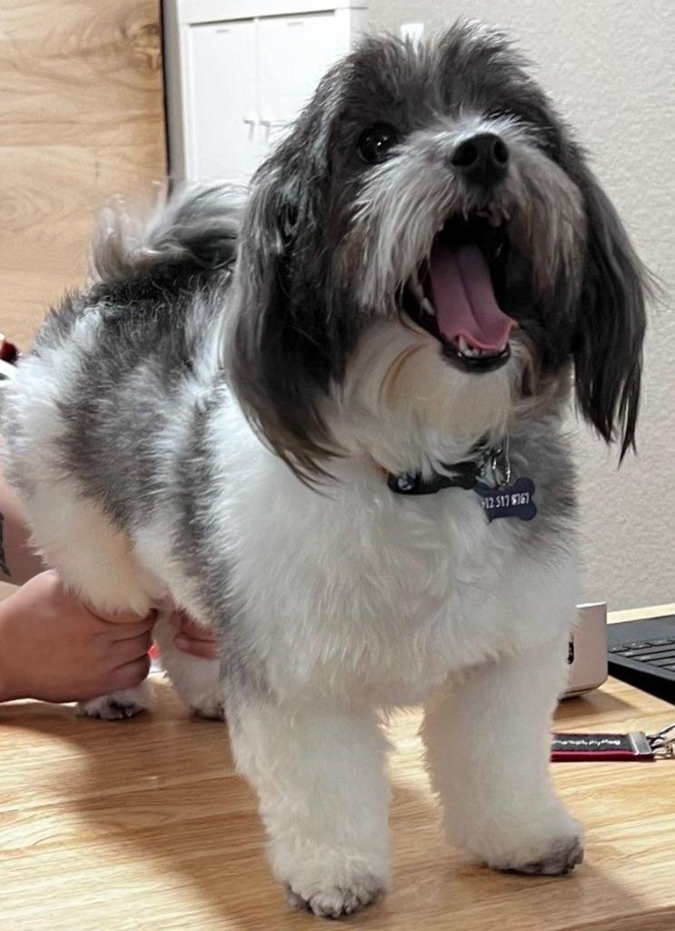 Enlarge Mouse, a Adopted Havanese in Leander, TX image 3/3