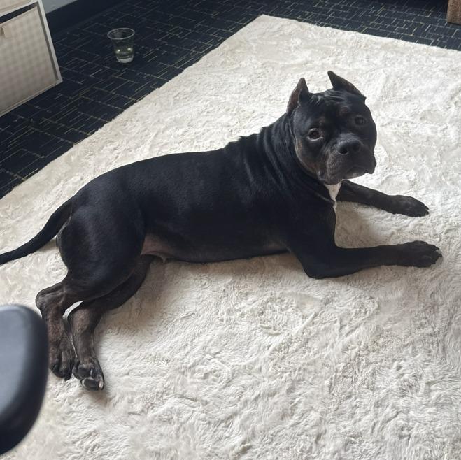 Enlarge Triple Dipper, a Adoptable Mixed Breed in State College, PA image 1/4