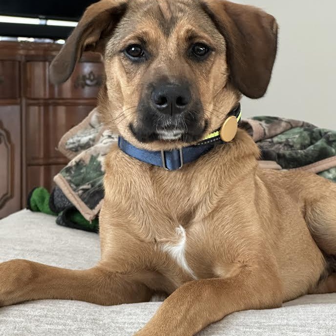 Murphy, a ADOPTABLE Mixed Breed in Springfield, MO image 3/5