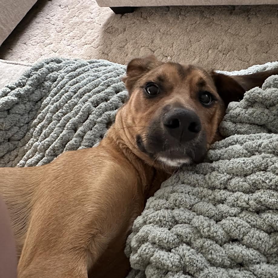 Murphy, a ADOPTABLE Mixed Breed in Springfield, MO image 4/5