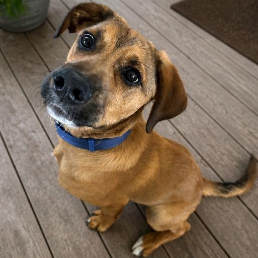 Murphy, a ADOPTABLE Mixed Breed in Springfield, MO image 2/5