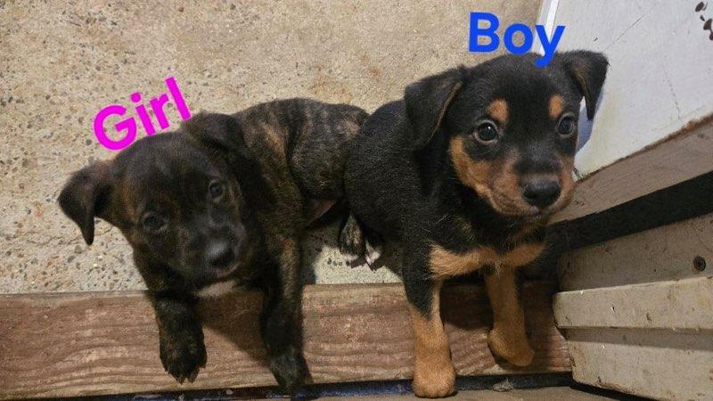 PUPPIES IN NEED OF HOMES OR FOSTERS, Baby Male unknown